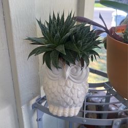 Beautiful Succulents 