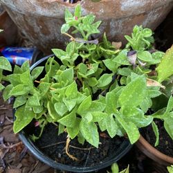 Baby Sun Rose Trailing Succulent 