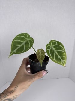 Anthurium Magnificum X Crystallinum Plant