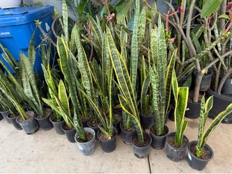 Snake plant