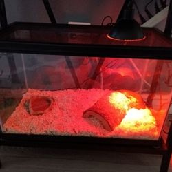 10 Gallon Snake Tank 