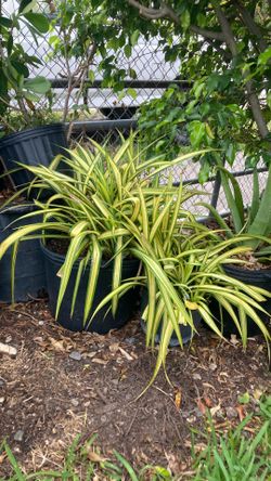 Plantas