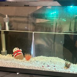 10 Gallon Tank 