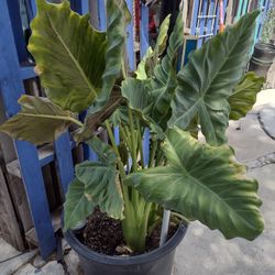 Huge Elephant Ears 🟣 On The Bottom Of The Leaves Will Grow HUGE Leaves