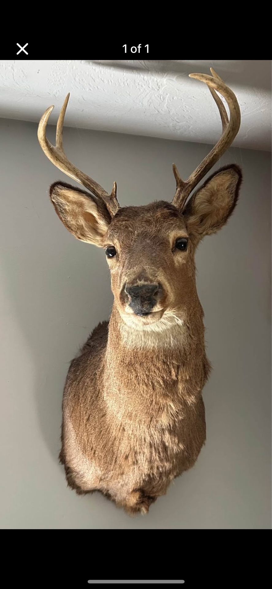 Deer Head