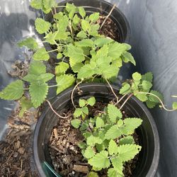 Catnip Herb Plant 🪴 