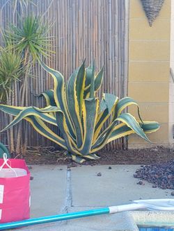 American agava / Century Plant