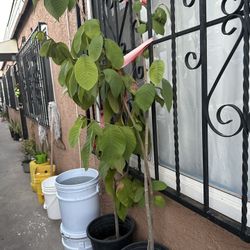 Chilimolla