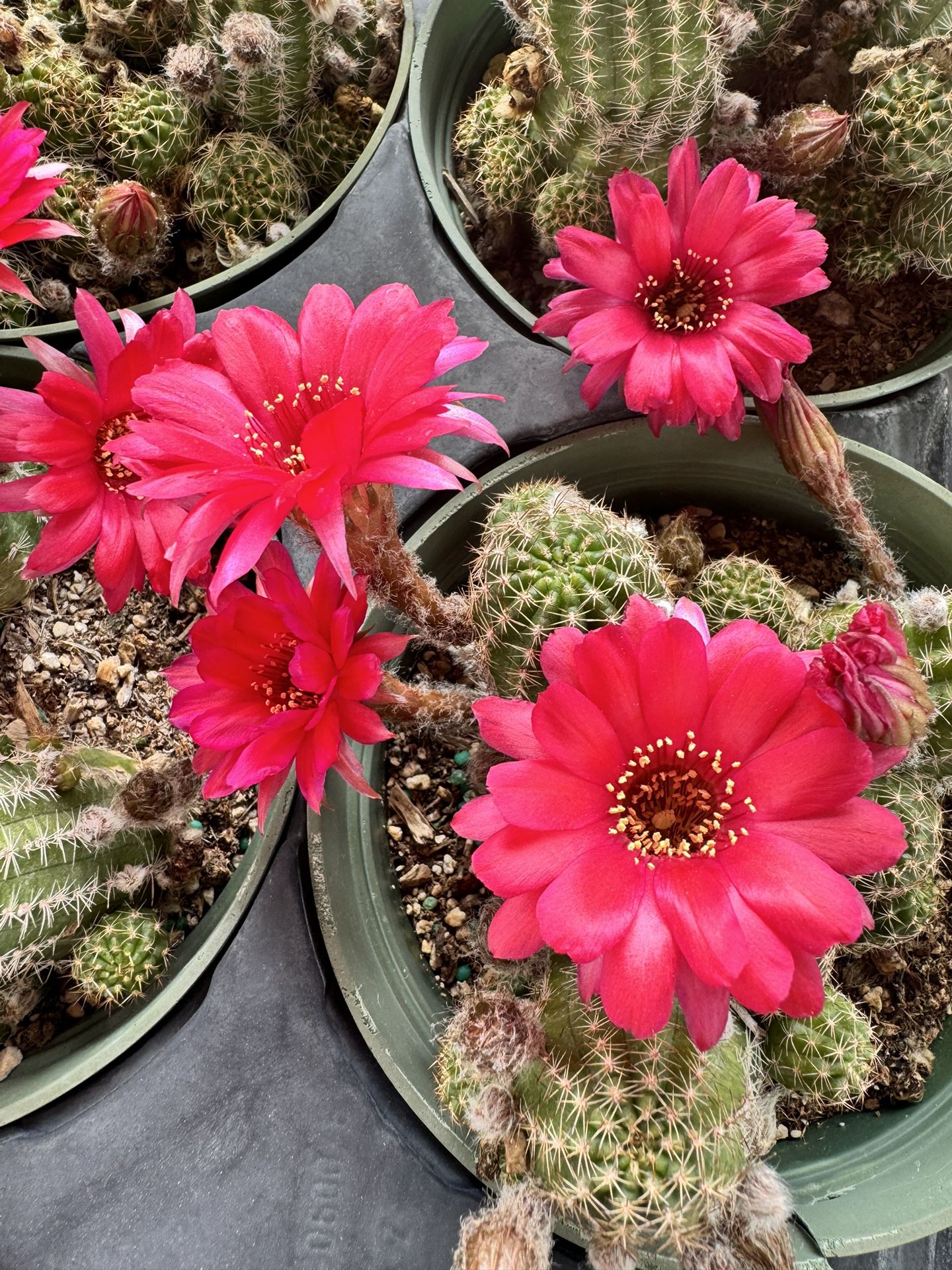 Peanut Cactus In 6” Pot Beautiful Pink Flowers $12 Each
