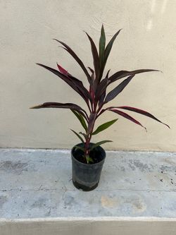 Hawaiian Ti Plant