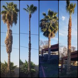 Big Palm Trees 
