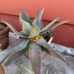 Aloe Vera Plant In Plastic Pot