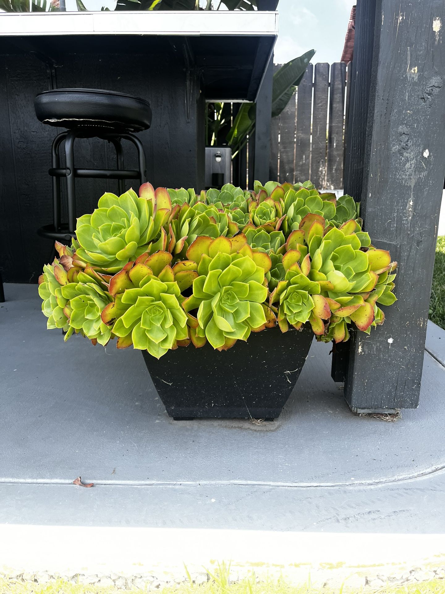 Succulents/cactus And Yucca Plants
