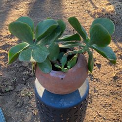 Kalanchoe Thyrsiflora ( Paddle Plant)