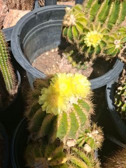 Cactus plant.
