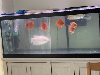 75 gallon fish tank with stand