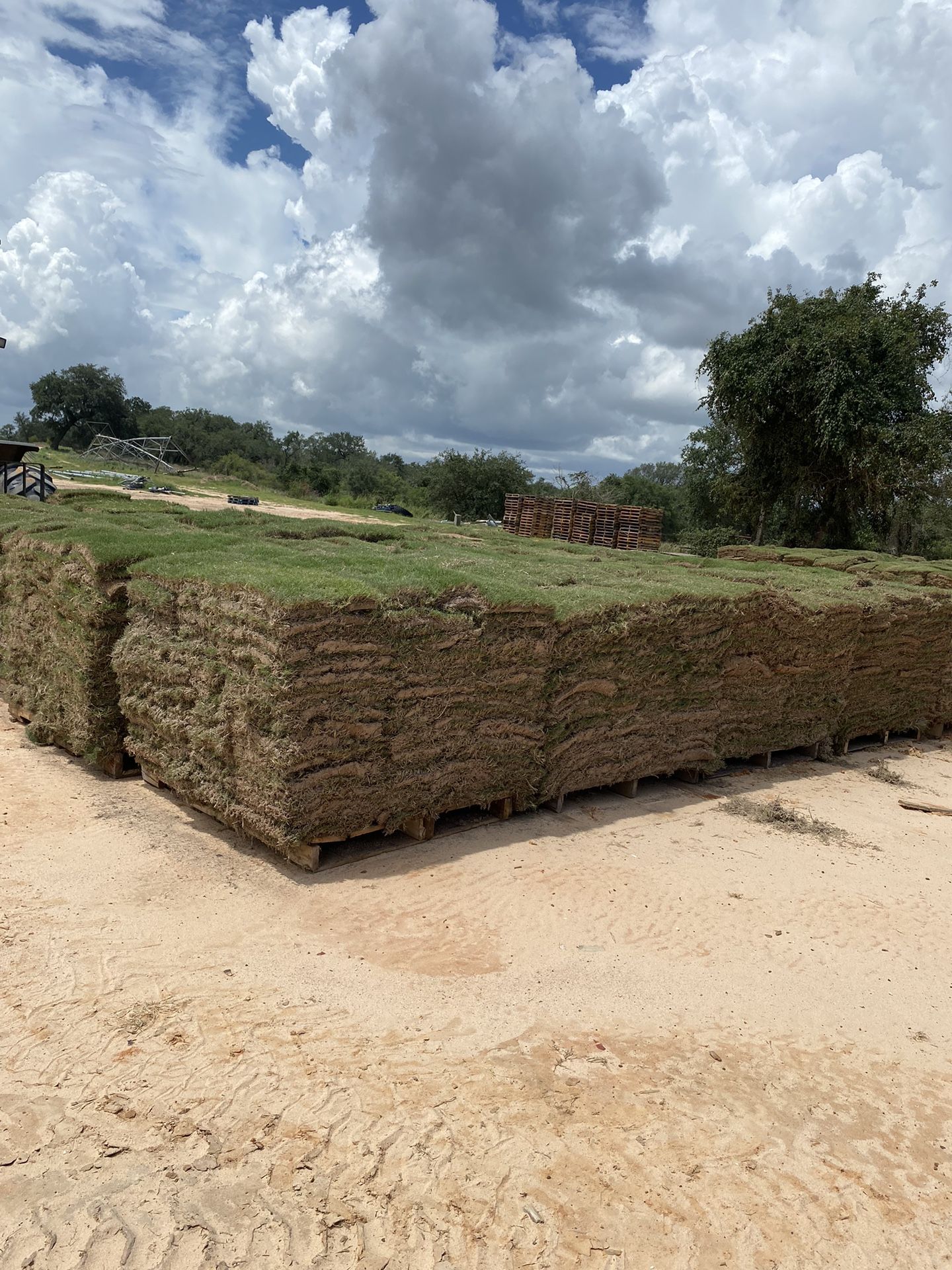 Bermuda Tiffway 419 Grass Pallet, Covers 450 Sq Ft, Delivery Available