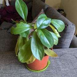 Rubberplant Houseplant 