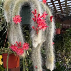 8” Monkey Tail Cactus ( First Pic Is When Blooming )