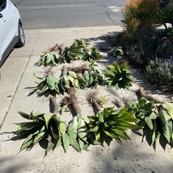 Mature Foxtail Agave