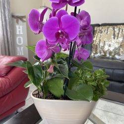 Beautiful Elegant Orchid 