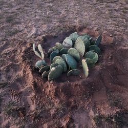 Cactus For Sale