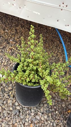 Plantas