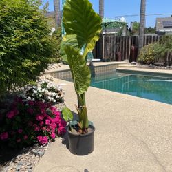 Elephant Ears Plants 