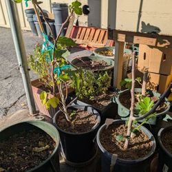 Fig Trees " Brown Turkey" Variety 