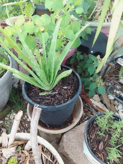 Bonitas plantas de Savila $5 Dlls y 10 Dlls C.u