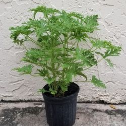 Citronella Scented Geranium Plant,  Live 