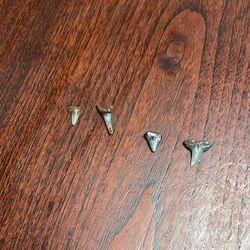 Shark Teeth