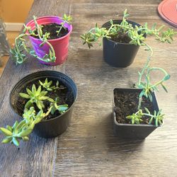 Plants - All $10