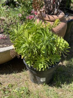 Succulent For Sale . Plants 