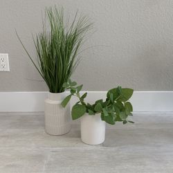 Contemporary Decorative Plants