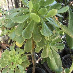 Suculenta