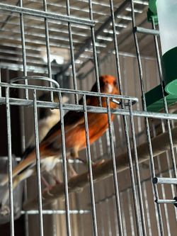Jaulas / Cages