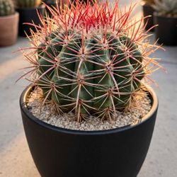 Ferocactus pilosus