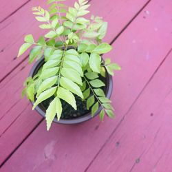 Organic Curry Leaves Plant