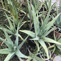 plant nets 98x49x49inch Garden Plant Netting Mesh Cover for Raised Bed –  SPECILITE丨Gardening丨Water Hose main image 1