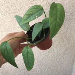 Cebu Blue Pothos Plant
