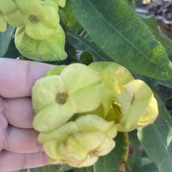 Planta Madre Corona De Cristo Flor Jumbo En Maceta De 20 Galones