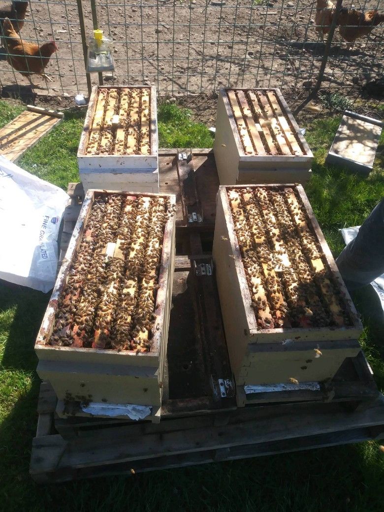 Honey Bee Hives