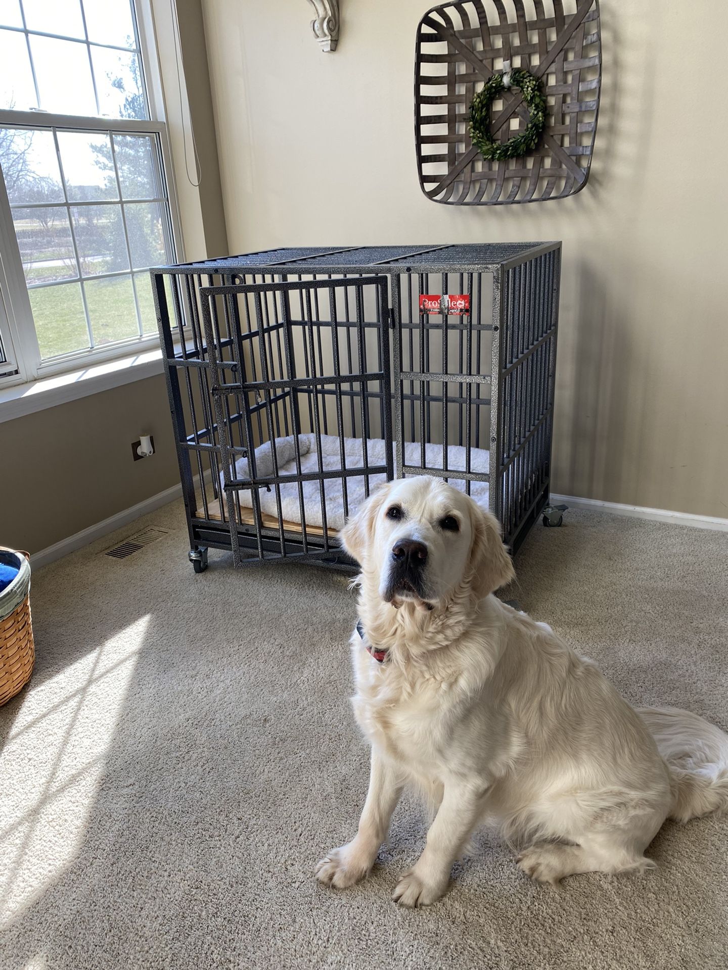 ProSelect Empire Pet Crate & Reviews