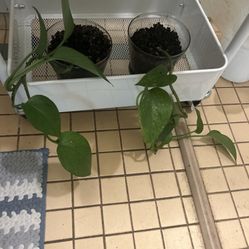 Pothos Plants With Pot