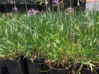 Society Garlic Plants 1 gallon