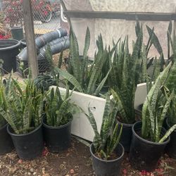 Plants