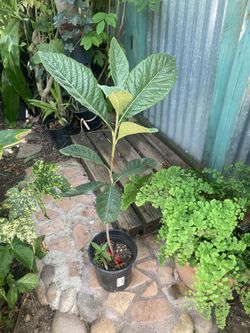 Loquat Tree 30 H Organic 