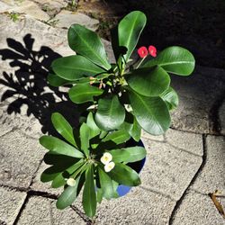 Red And White Crown Of Thorn Plant 