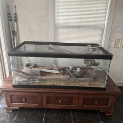 Amazing HUGE terranium